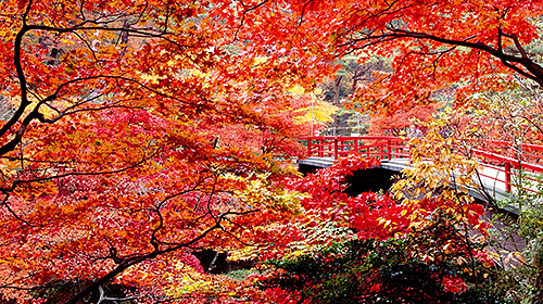 弥彦公園もみじ谷