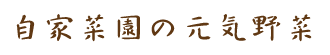 自家菜園の元気野菜